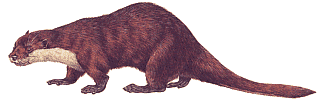 animal037