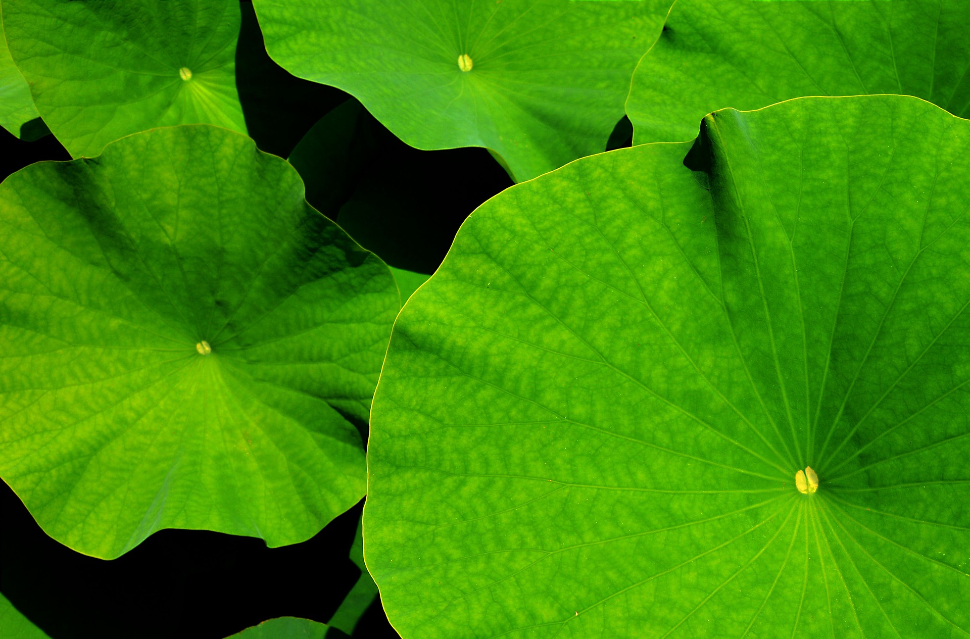 giant-leaf