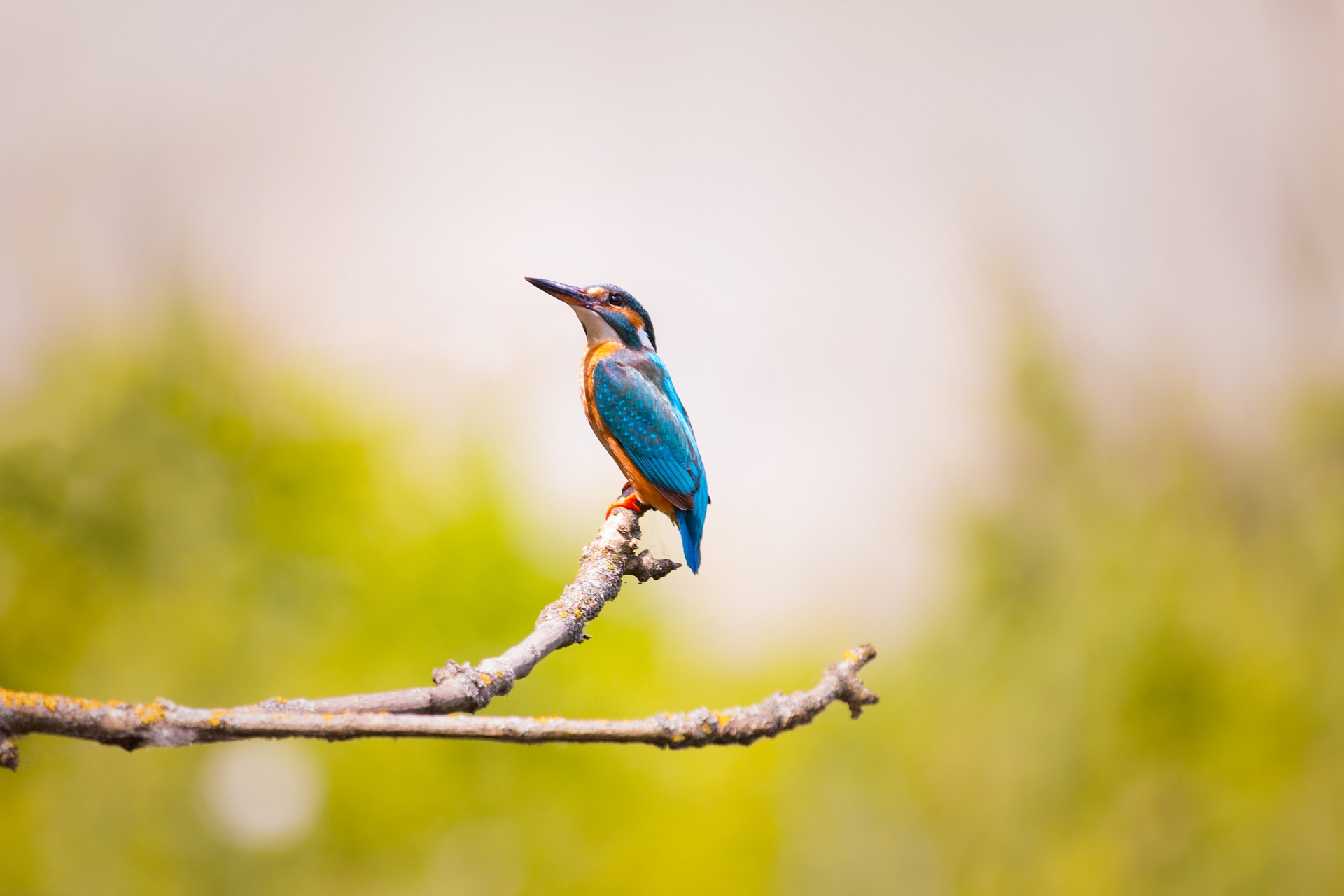 kingfisher