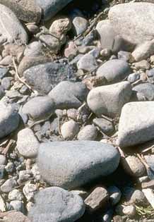 rock001