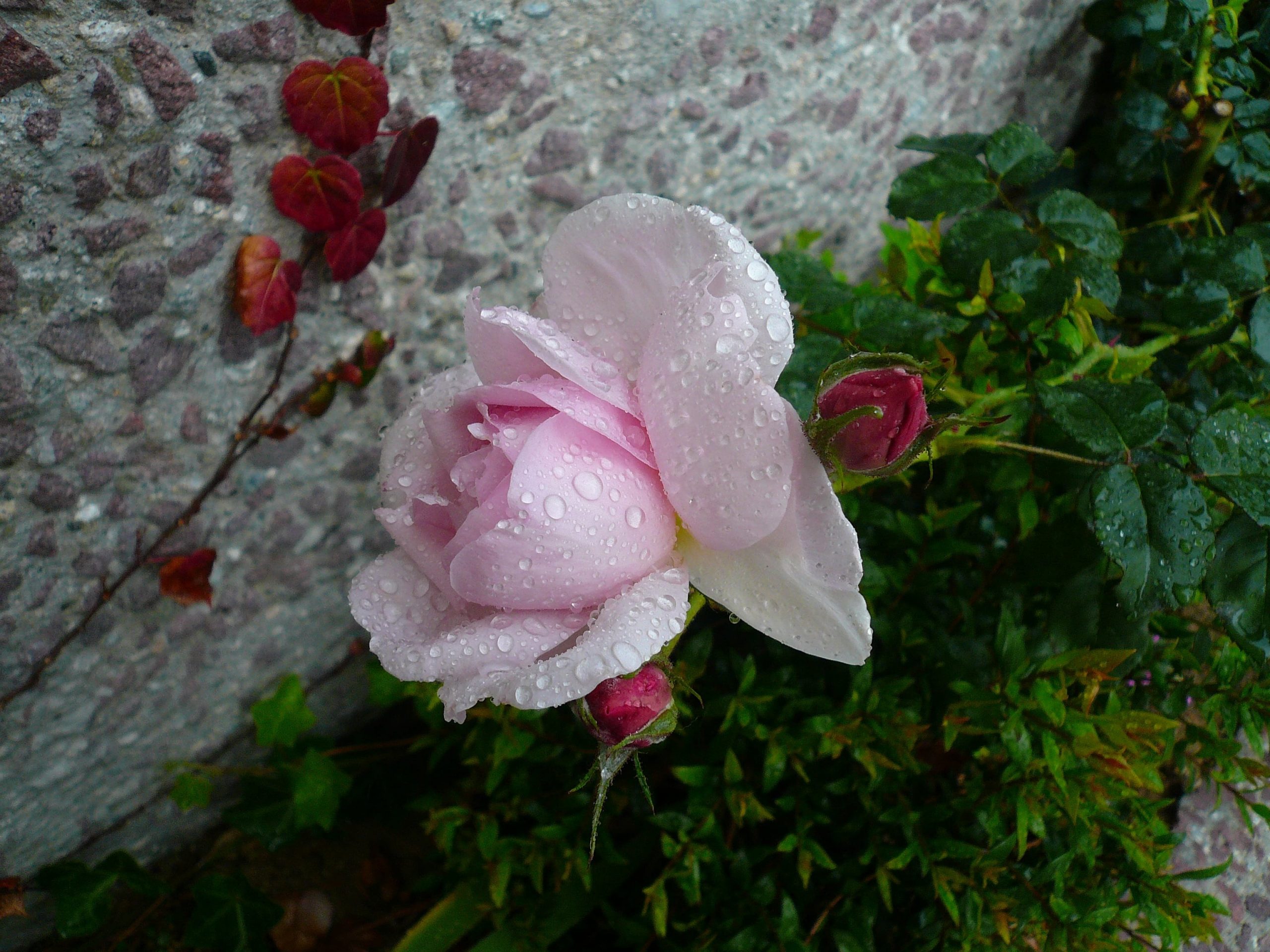 Flowers1