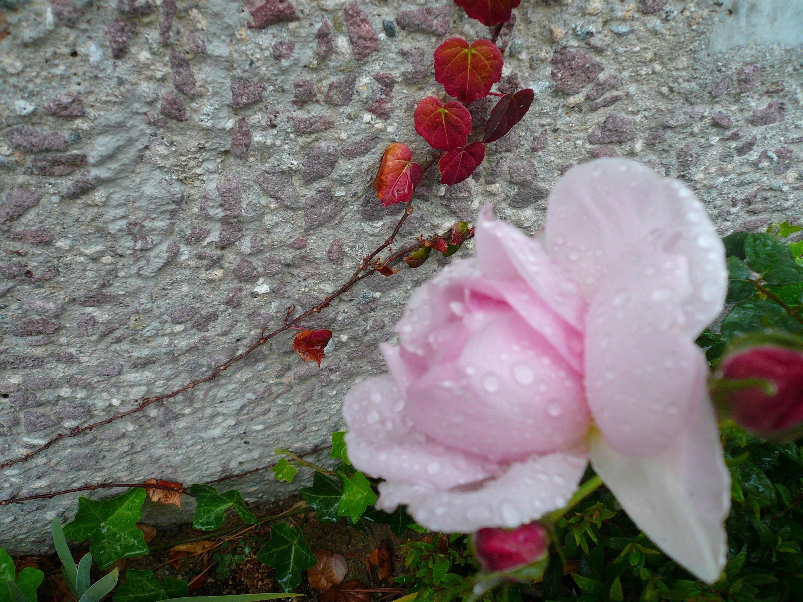 Flowers2