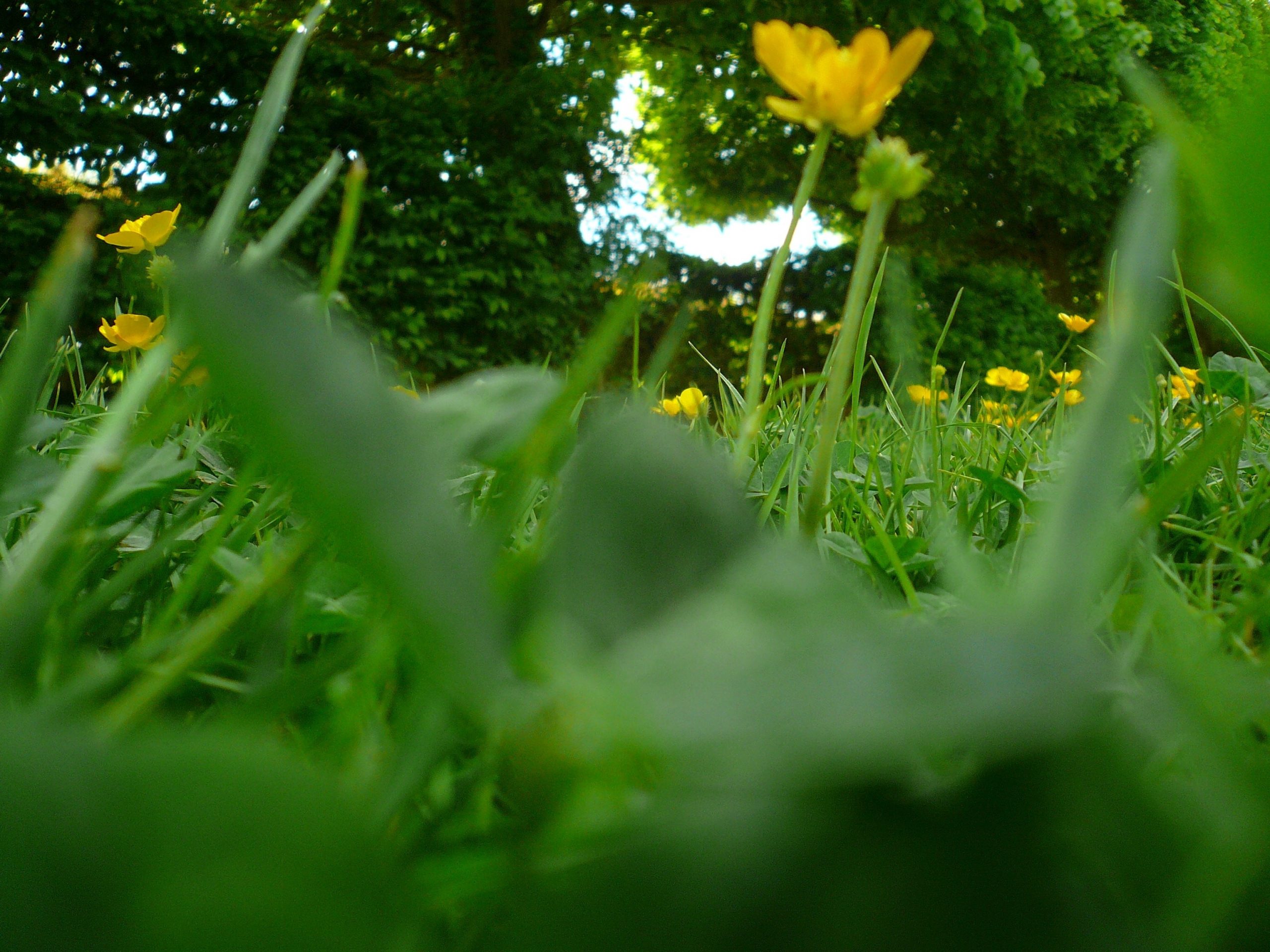Flowers3