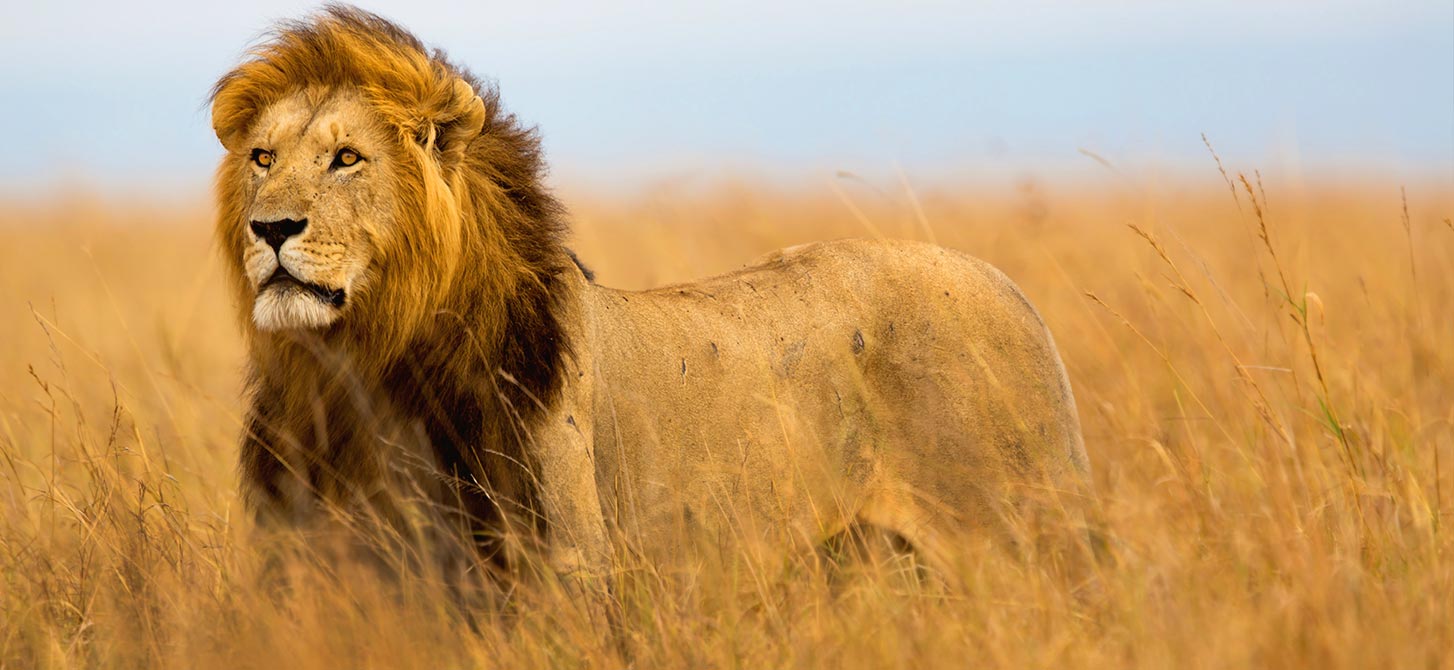Wild Animal