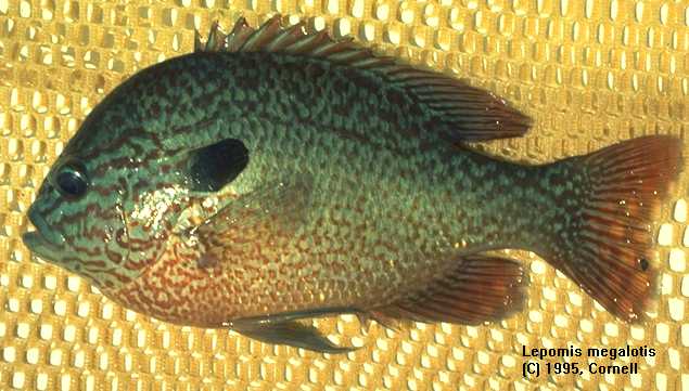 Lepomis